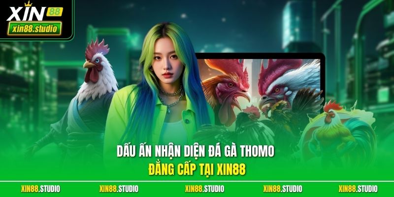 Dấu ấn nhận diện đá gà Thomo đẳng cấp tại Xin88