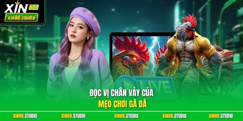 Đọc vị chân vảy của mẹo chơi gà đá