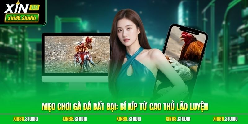 Mẹo Chơi Gà Đá Bất Bại: Bí Kíp Từ Cao Thủ Lão Luyện